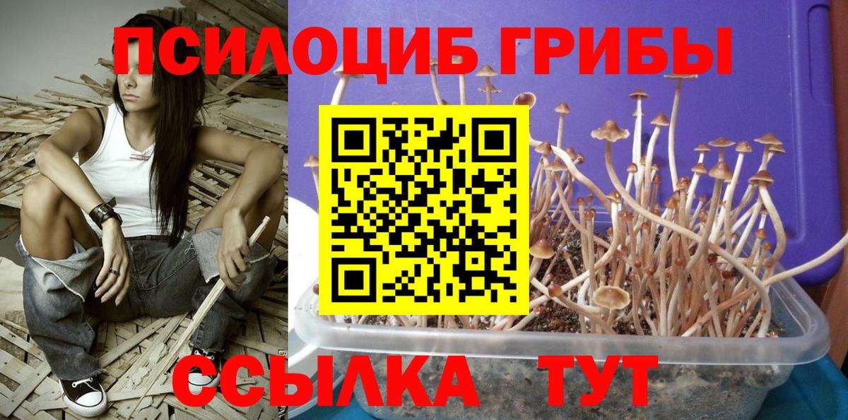 Галлюциногенные грибы Psilocybe Лабытнанги